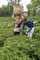 Tea Estate